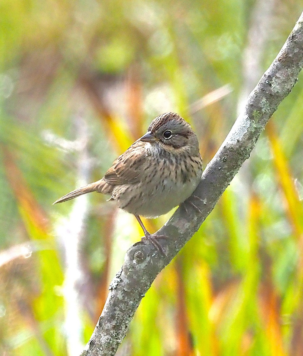 Lincoln's Sparrow - ML642680055