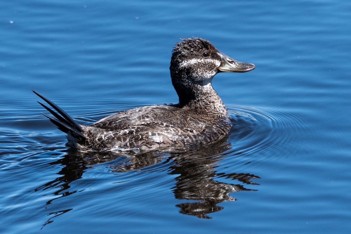 Lake Duck - ML642680057