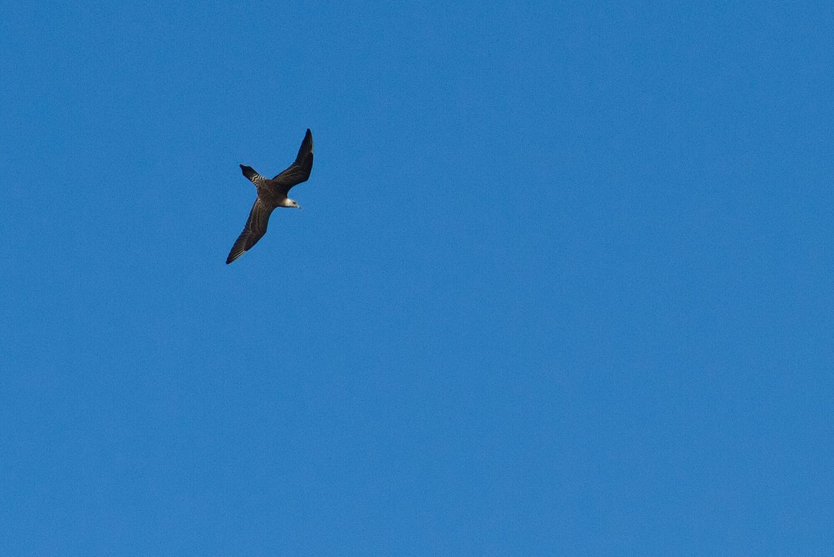 Long-tailed Jaeger - ML642680058