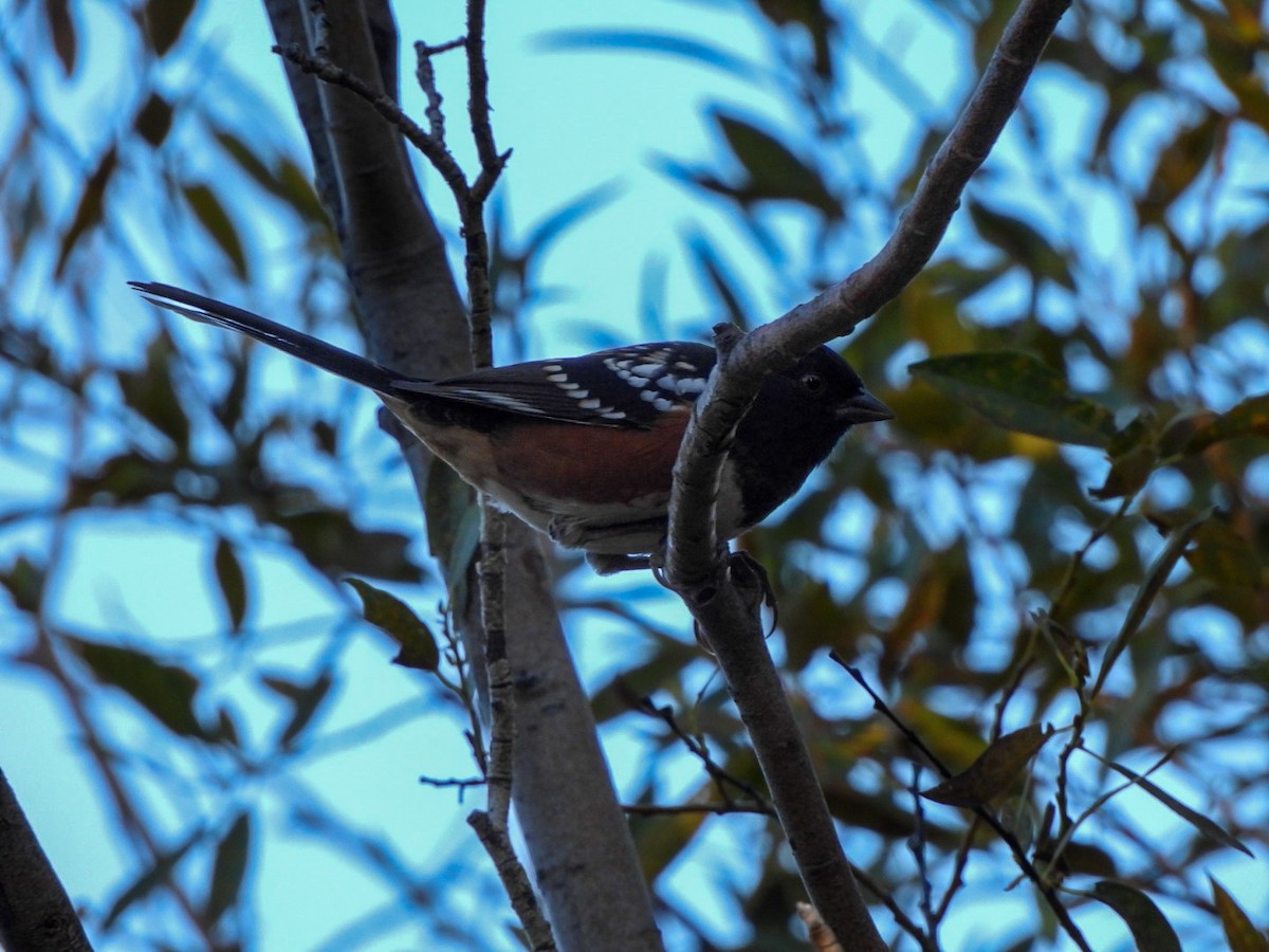 Spotted Towhee - ML642680059