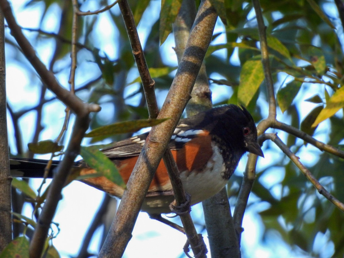 Spotted Towhee - ML642680060