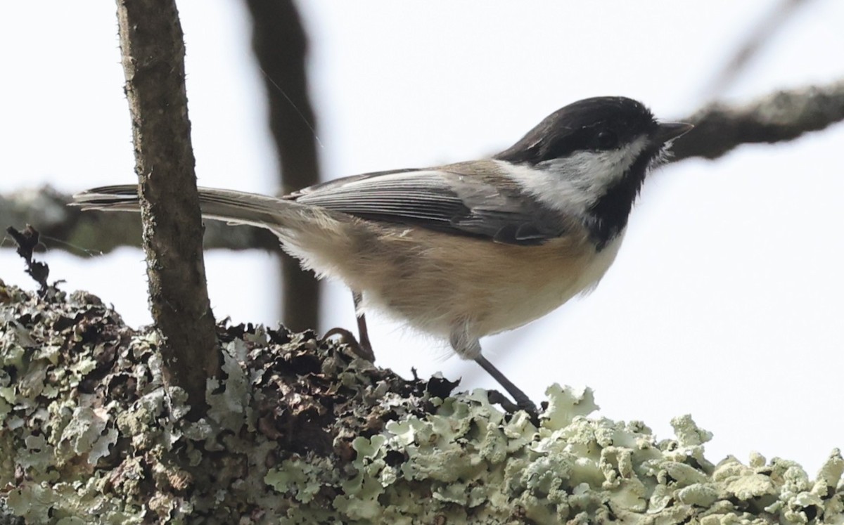 Black-capped Chickadee - ML642680063