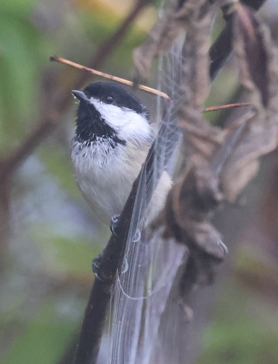 Black-capped Chickadee - ML642680064