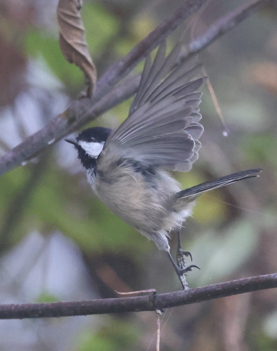 Black-capped Chickadee - ML642680065