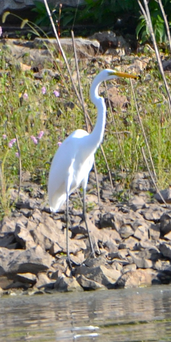 大白鷺 - ML642680067