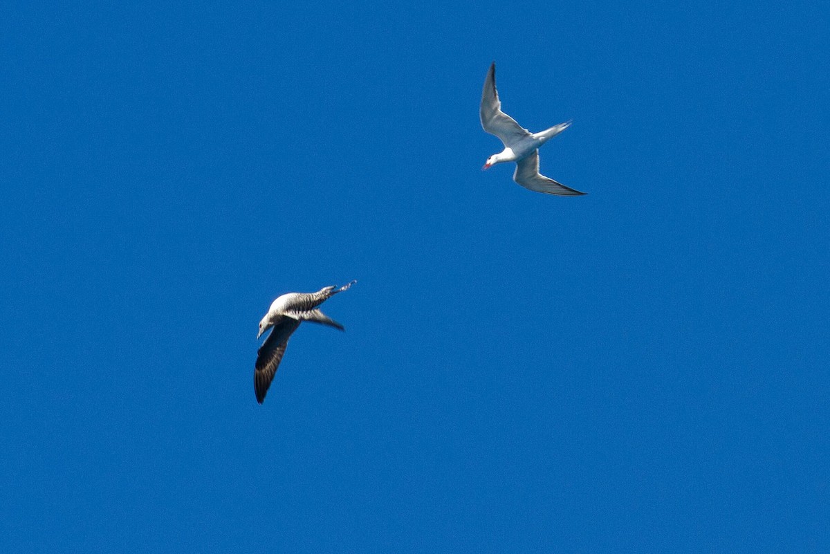 Long-tailed Jaeger - ML642680078