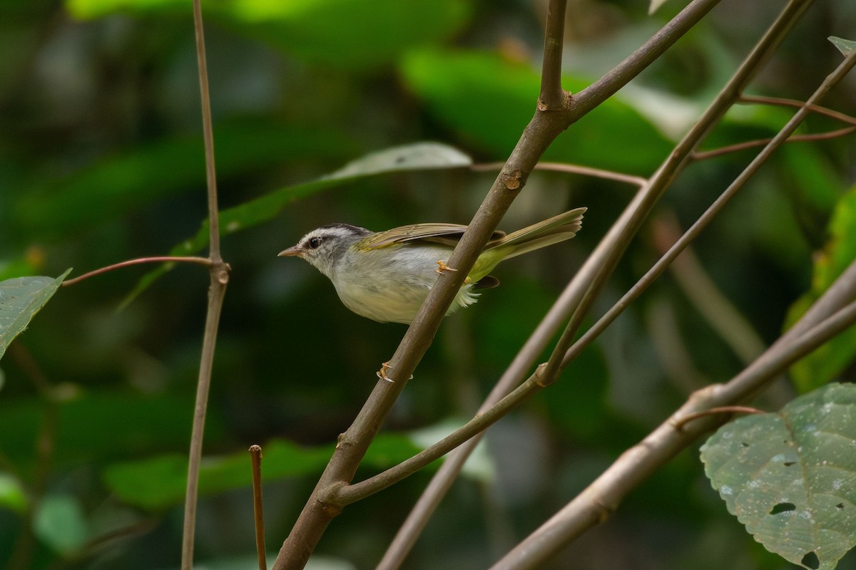 Golden-crowned Warbler - ML642680083