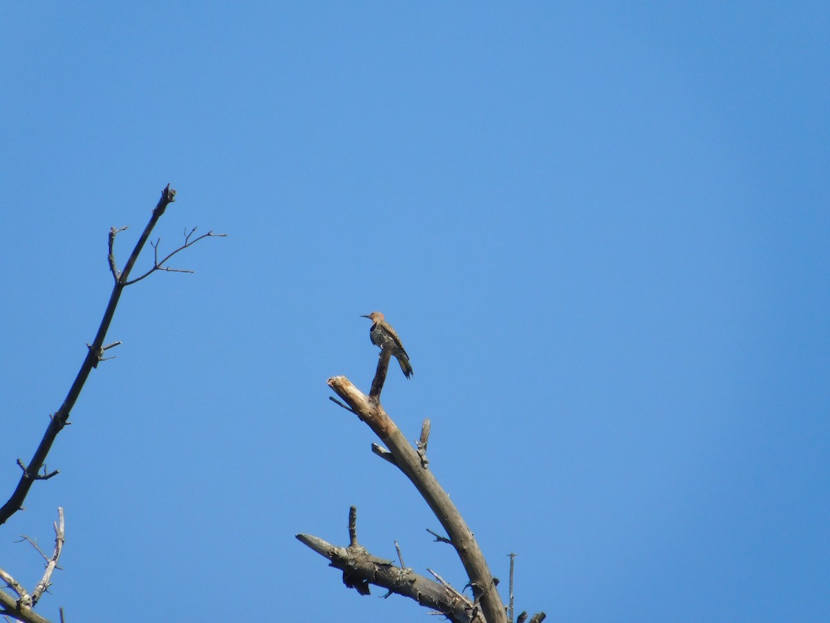Northern Flicker - ML642680084