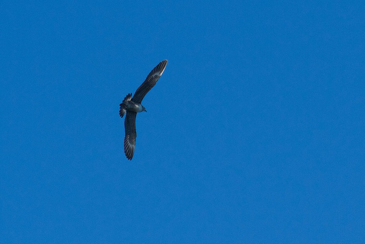 Long-tailed Jaeger - ML642680116