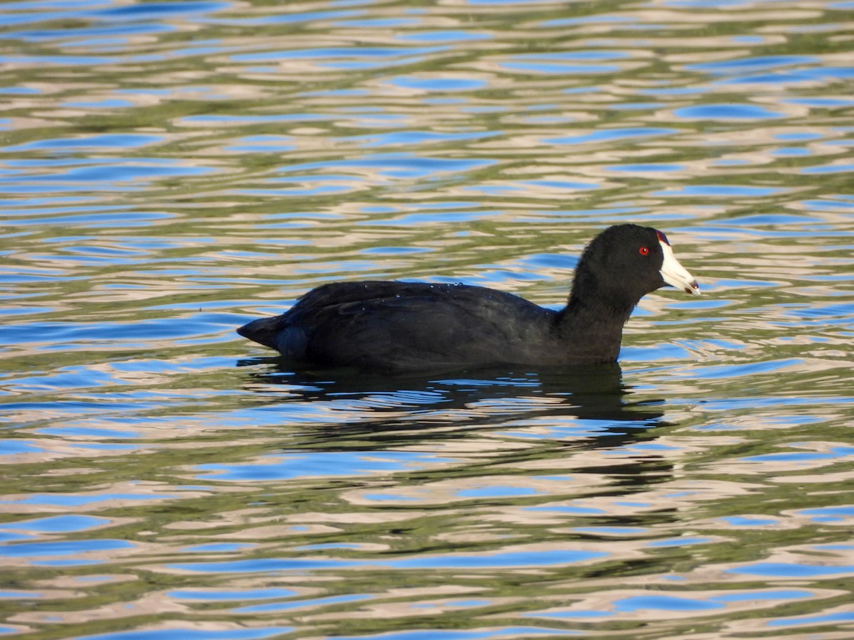 American Coot - ML642680122