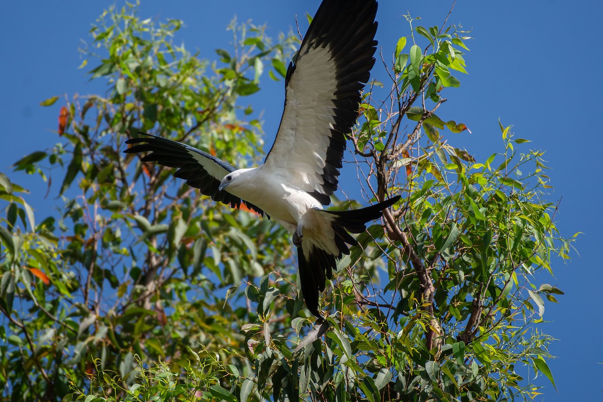 Swallow-tailed Kite - ML642680128