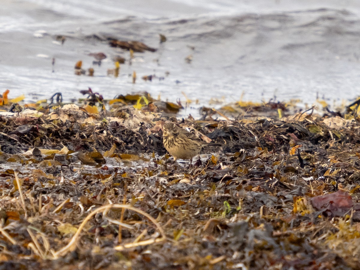 American Pipit - ML642680130