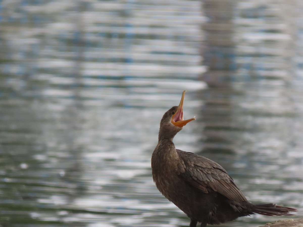 Cormoran vigua - ML642680133