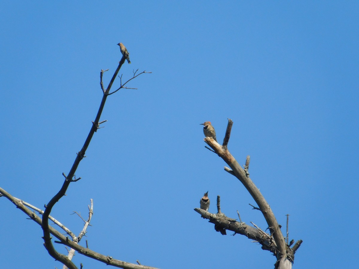 Cedar Waxwing - ML642680134