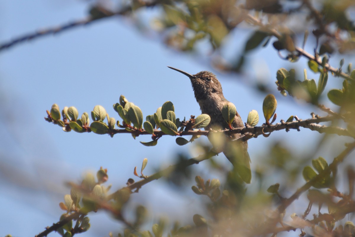 Anna's Hummingbird - ML642680135