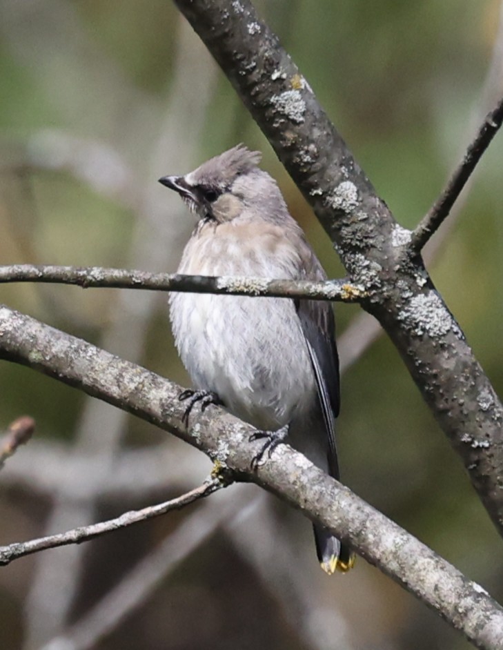 Cedar Waxwing - ML642680138