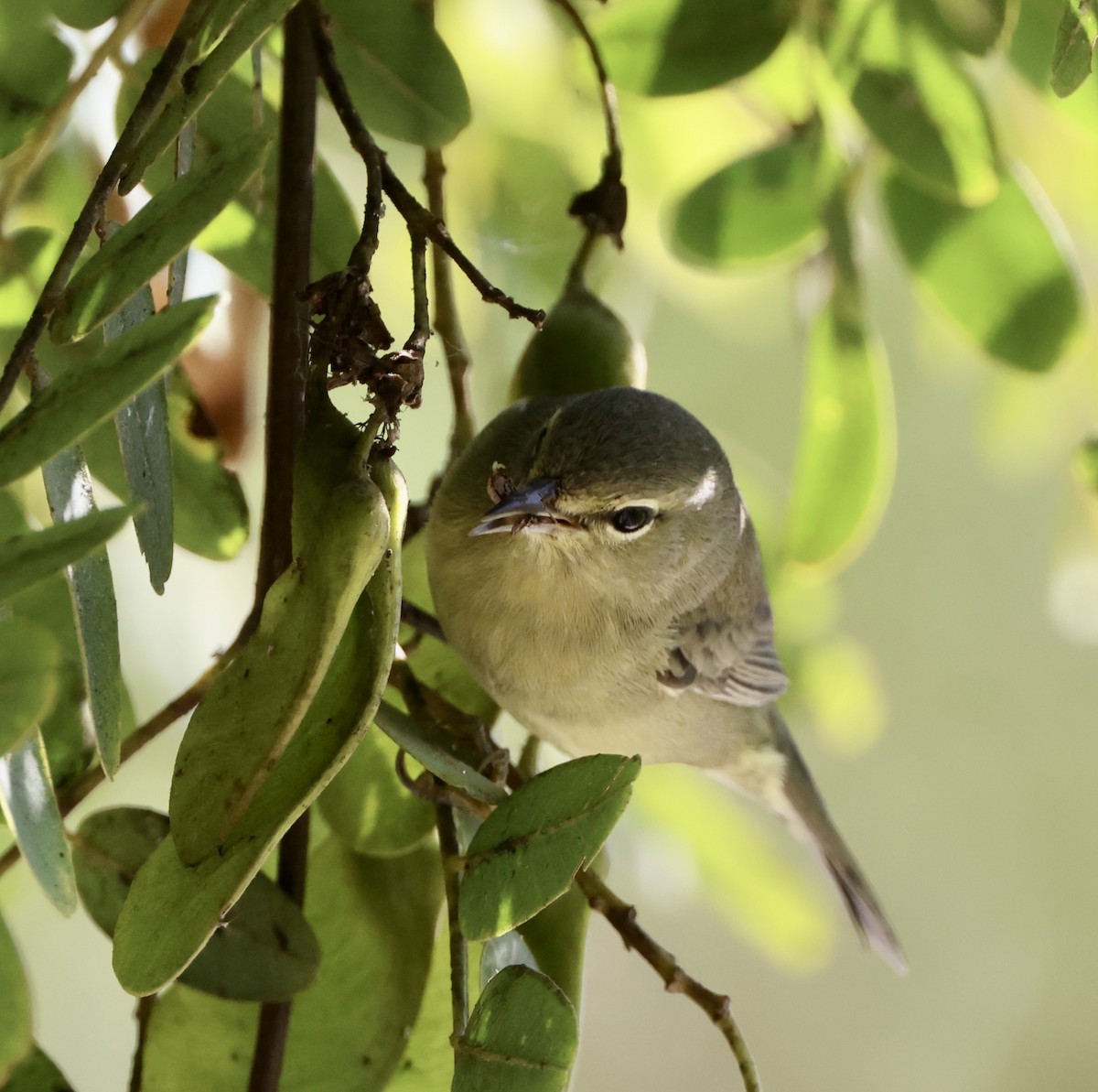 oransjekroneparula - ML642680156
