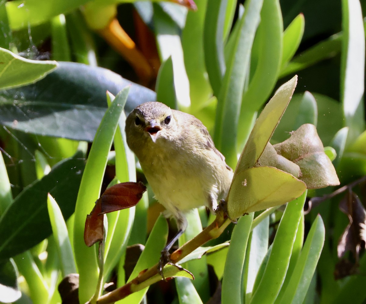oransjekroneparula - ML642680159