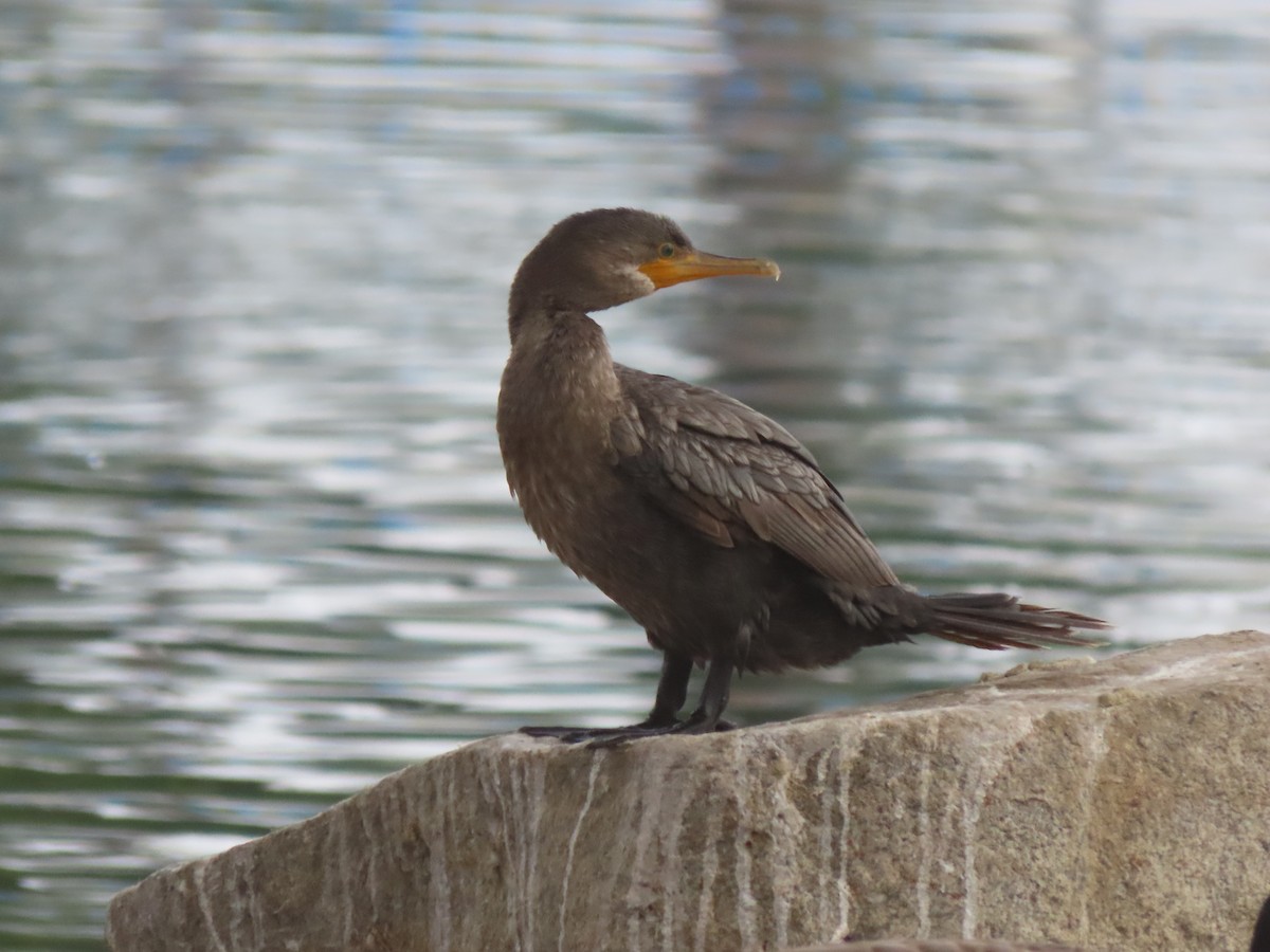 Cormoran vigua - ML642680166