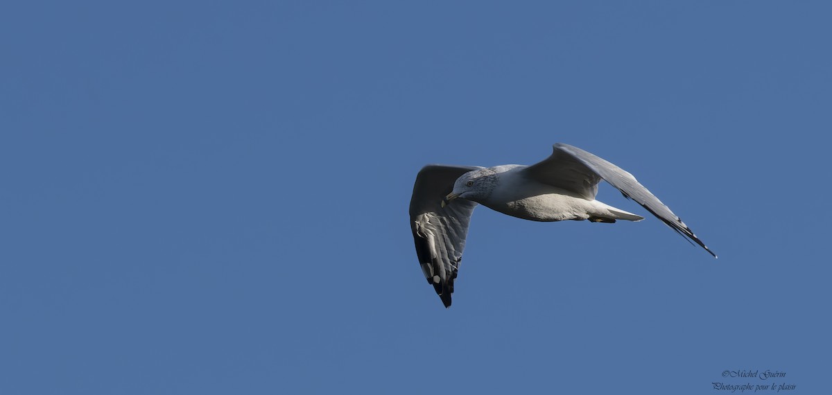 Gaviota de Delaware - ML642680167