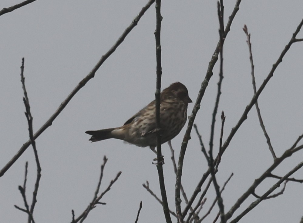 Camachuelo Purpúreo (purpureus) - ML642680171