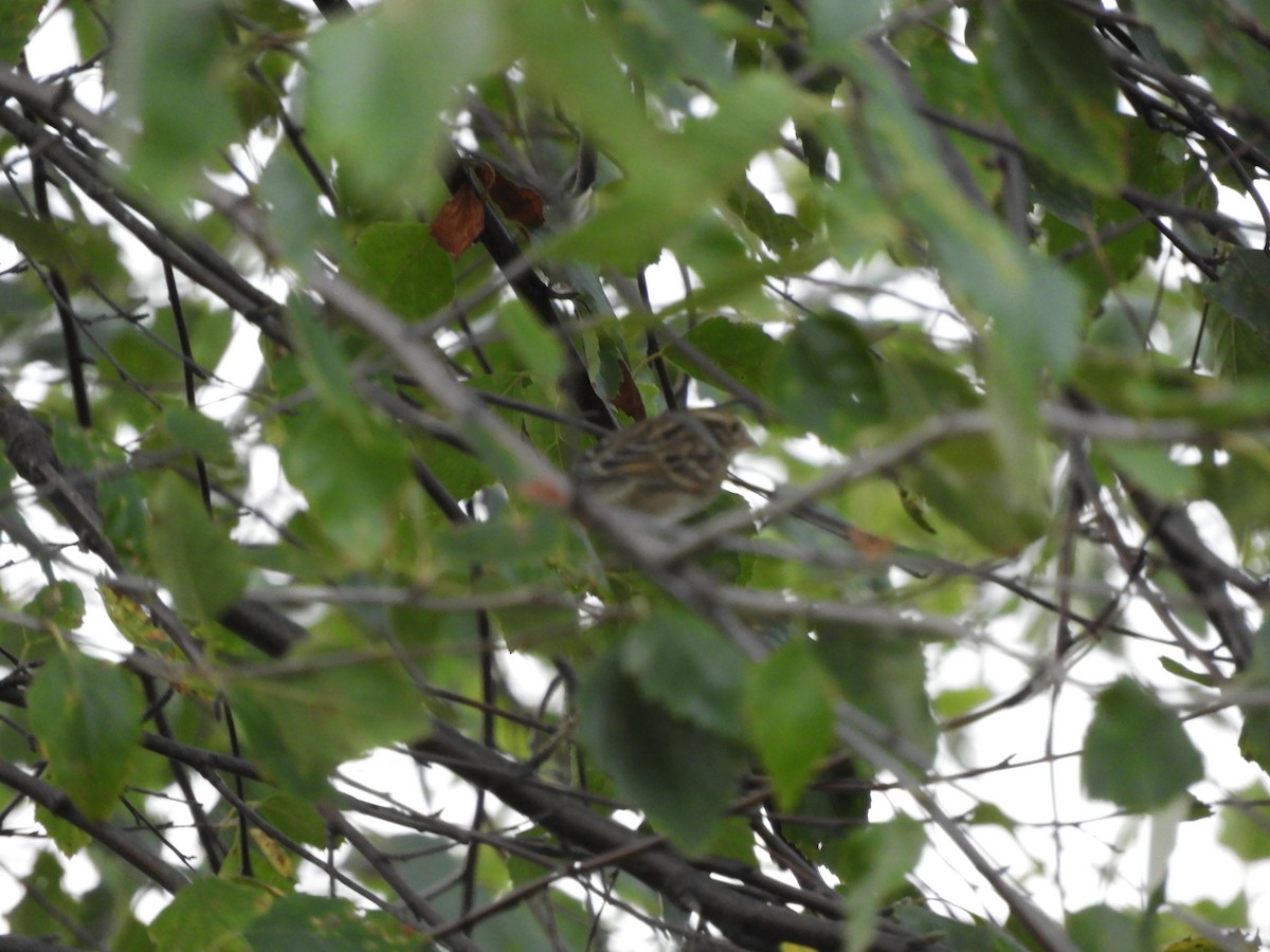 Chingolo sp. (Spizella sp.) - ML642680172