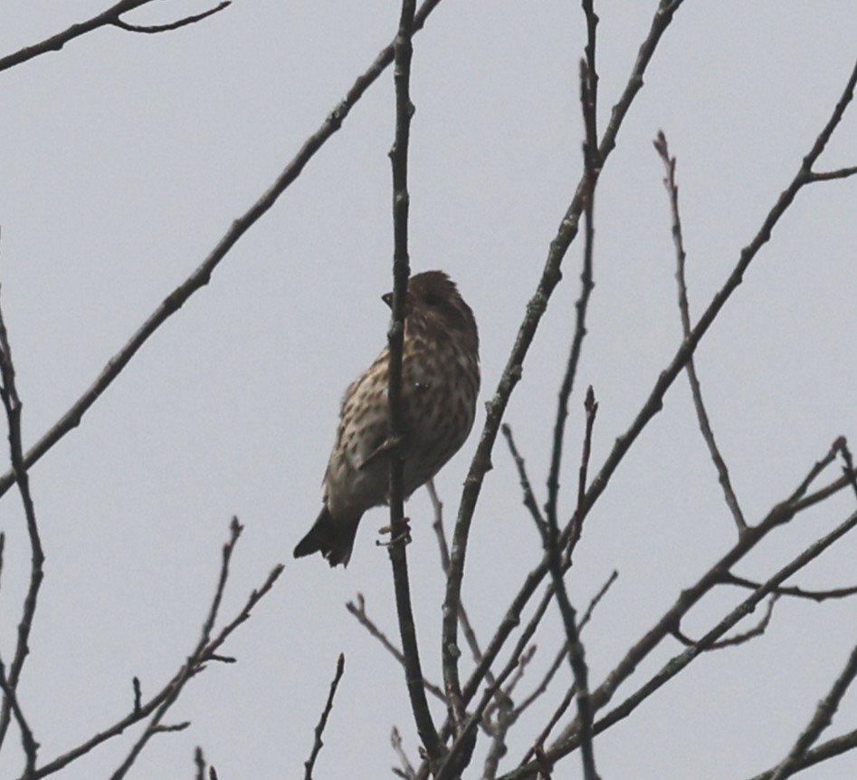 Camachuelo Purpúreo (purpureus) - ML642680173