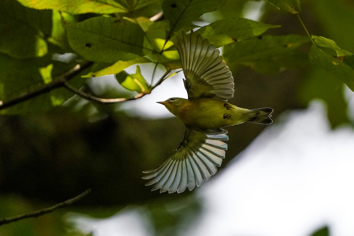 Parula Norteña - ML642680175