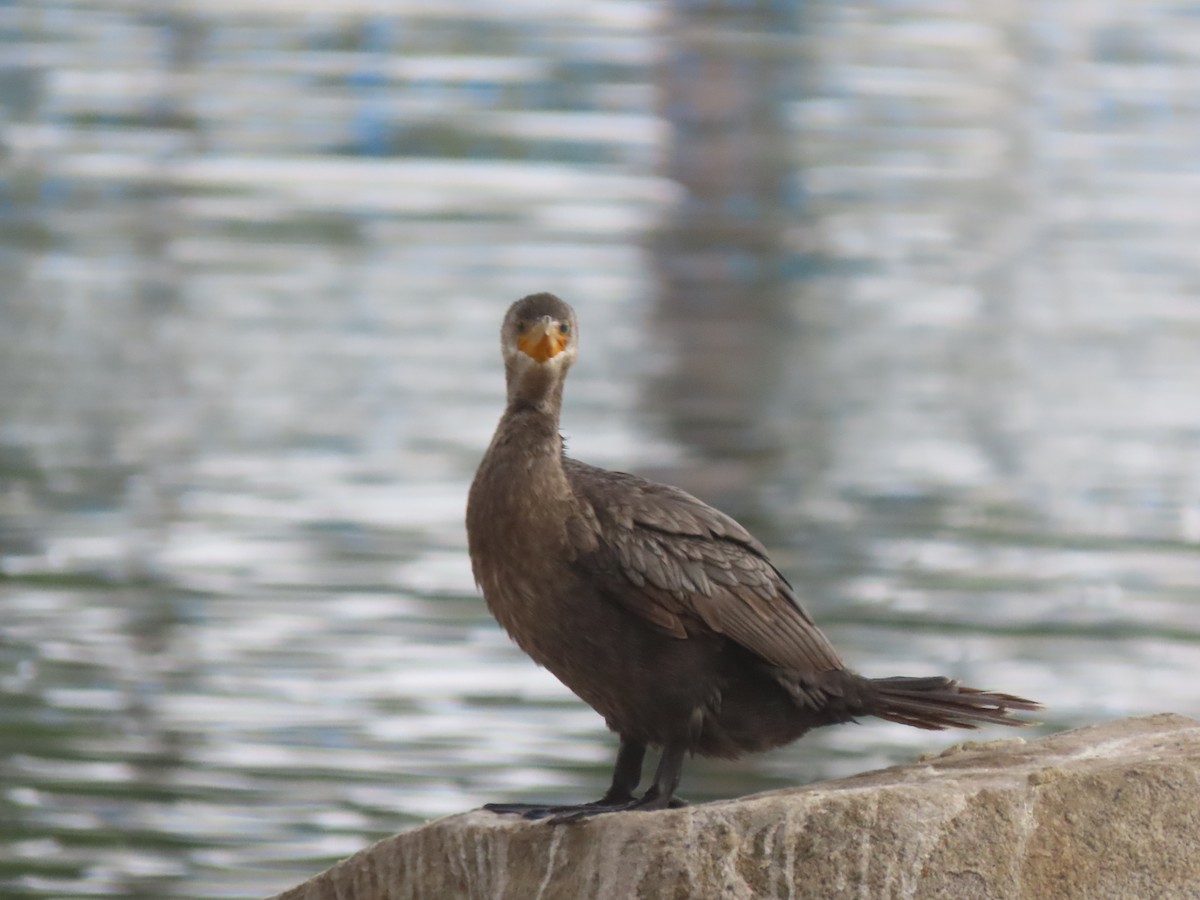 Cormoran vigua - ML642680178