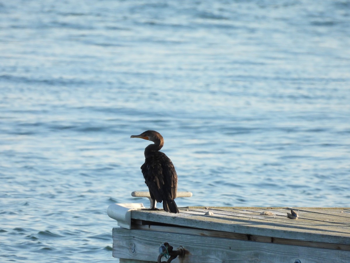Cormorán Orejudo - ML642680182