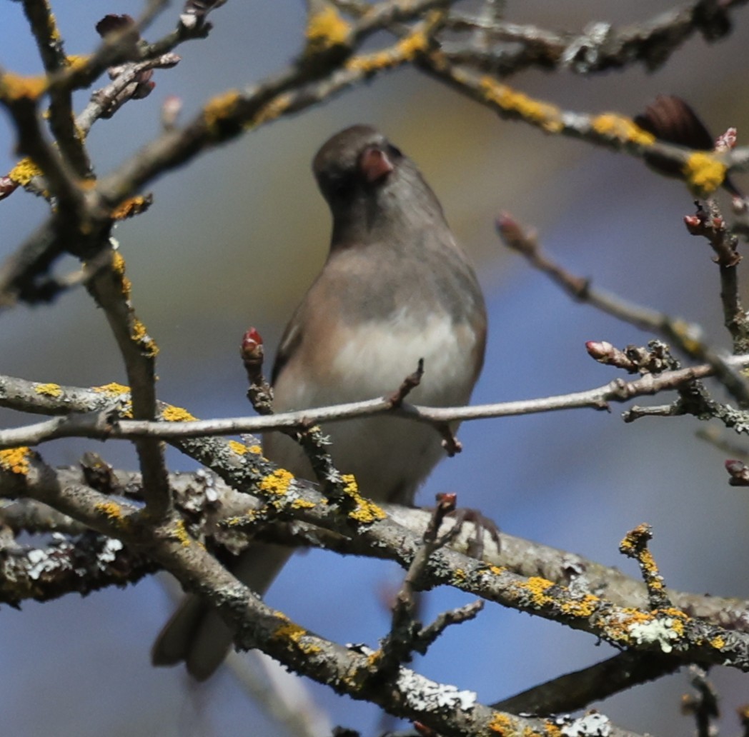 Junco Ojioscuro (hyemalis/carolinensis) - ML642680198