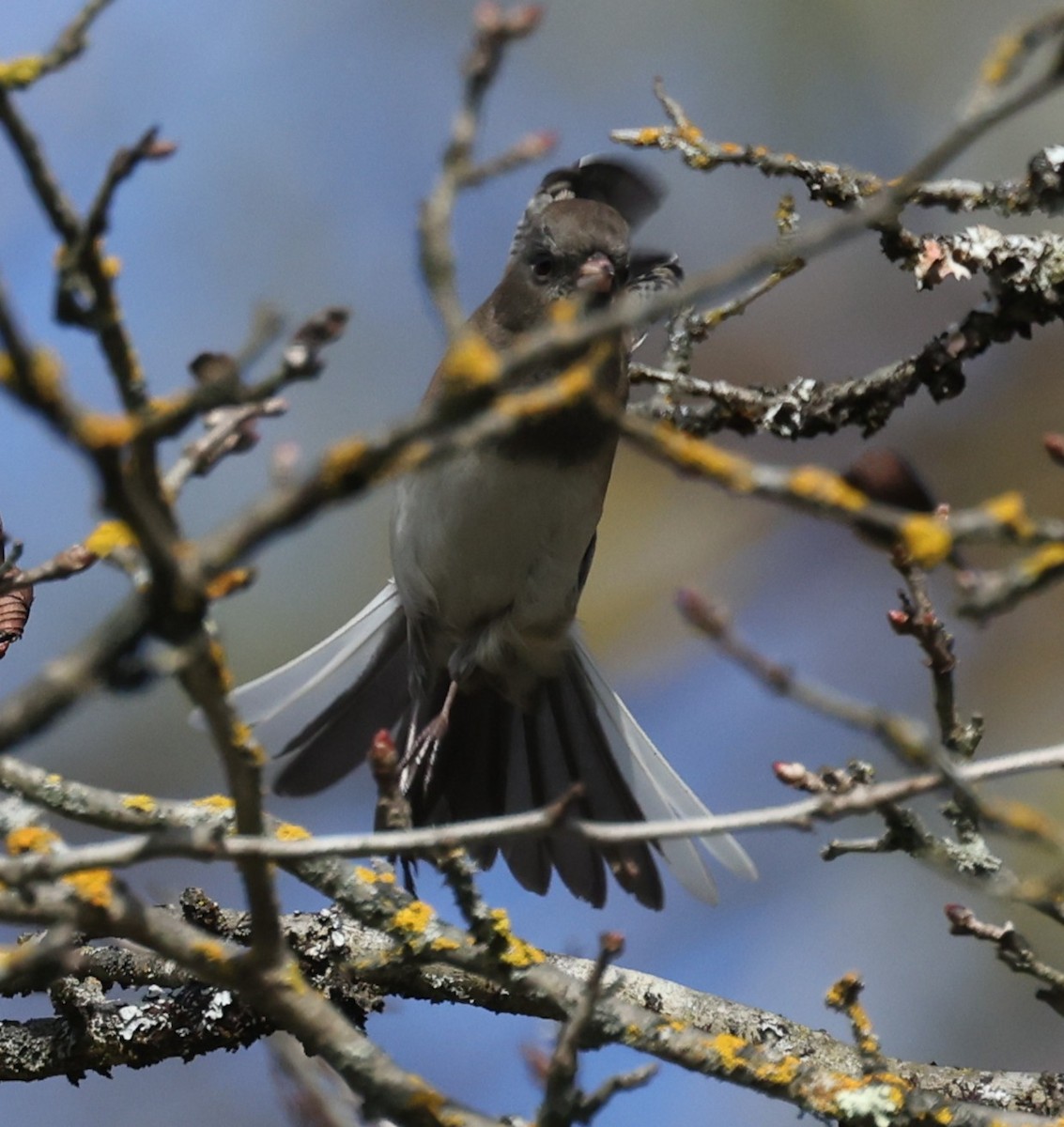 Junco Ojioscuro (hyemalis/carolinensis) - ML642680199