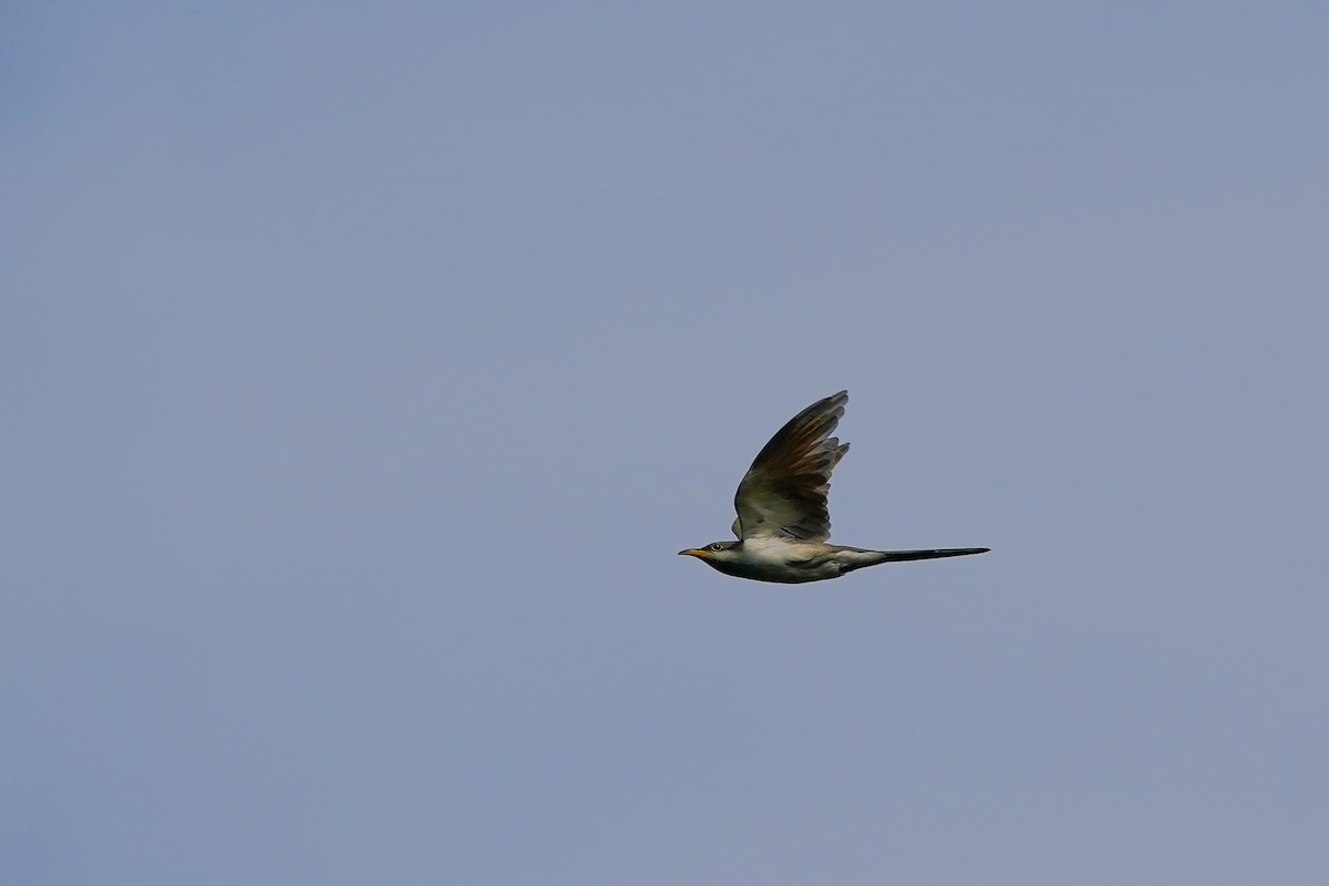 Cuclillo Piquigualdo - ML642680203