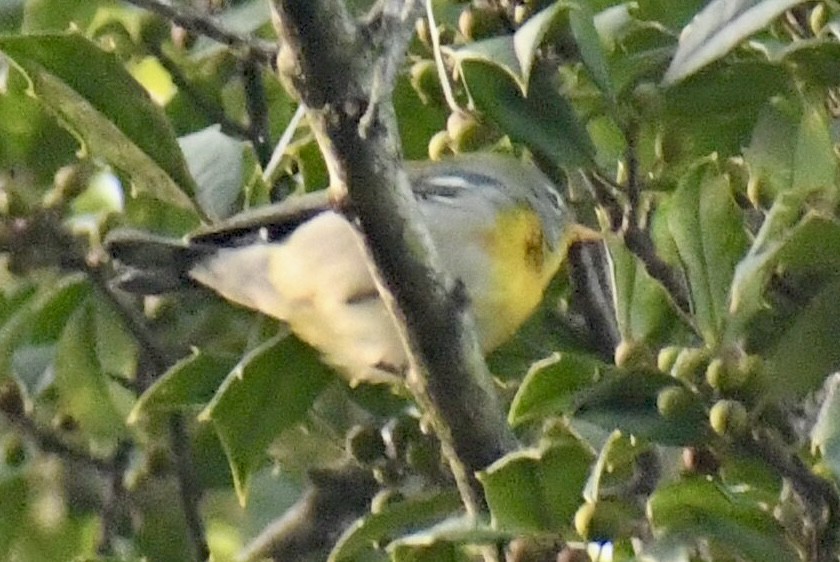 Parula Norteña - ML642680209