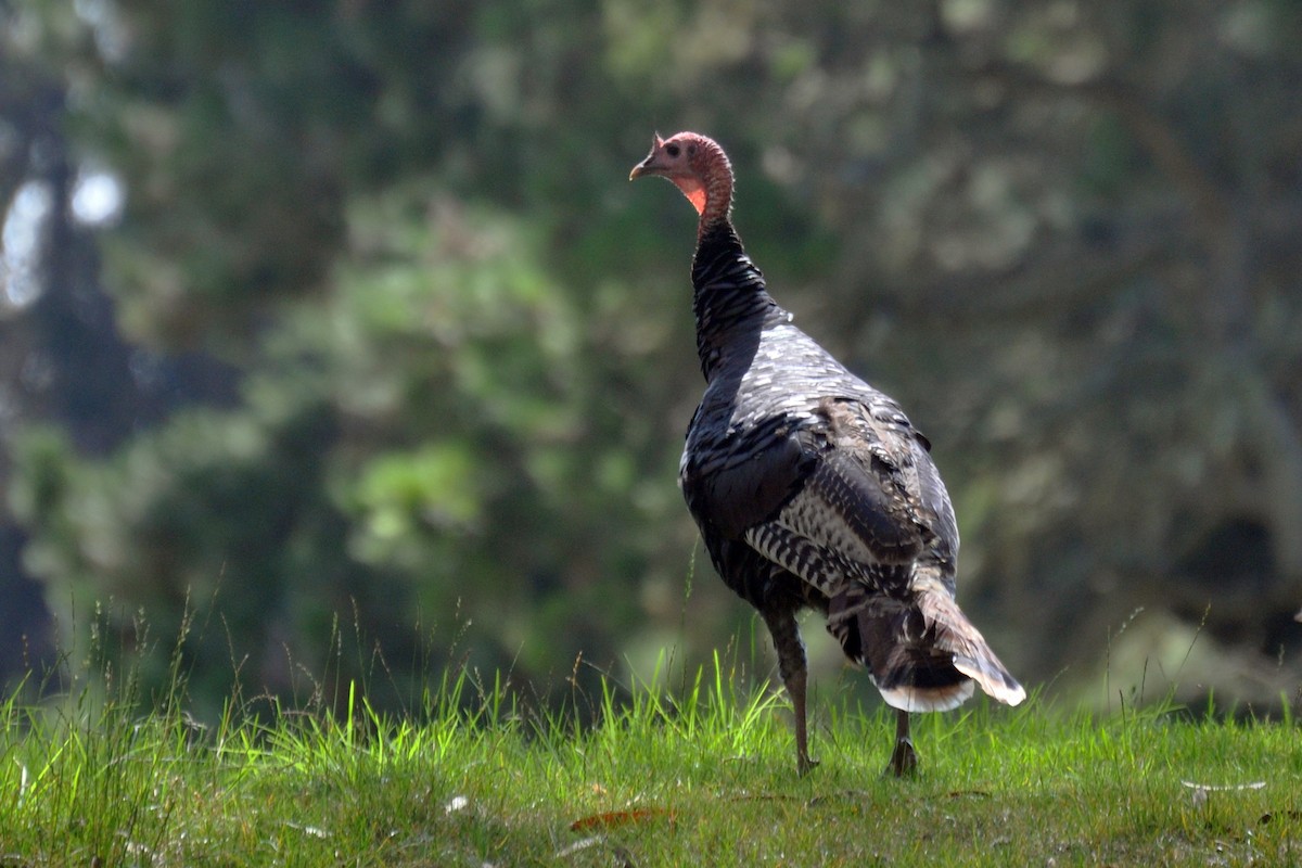 Guajolote Gallipavo - ML642680213