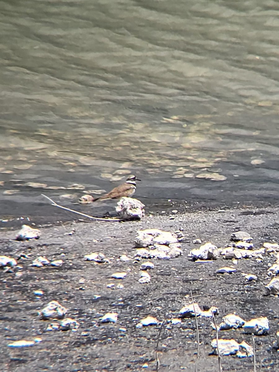 Killdeer - ML642680223
