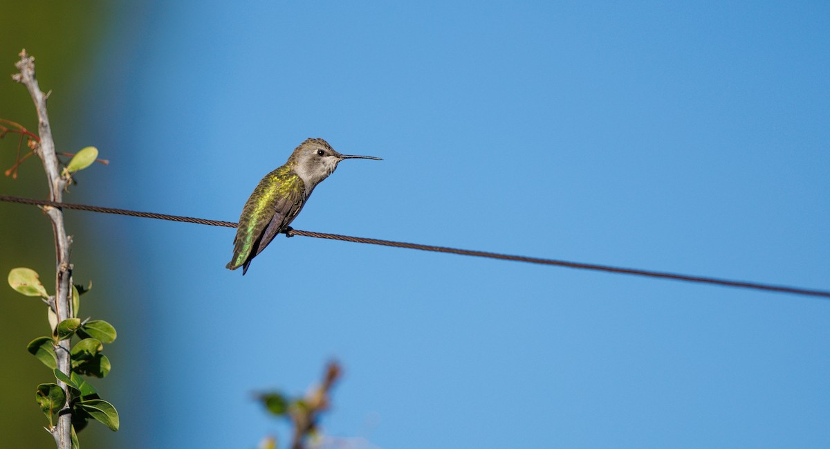 Costa's Hummingbird - ML642680224