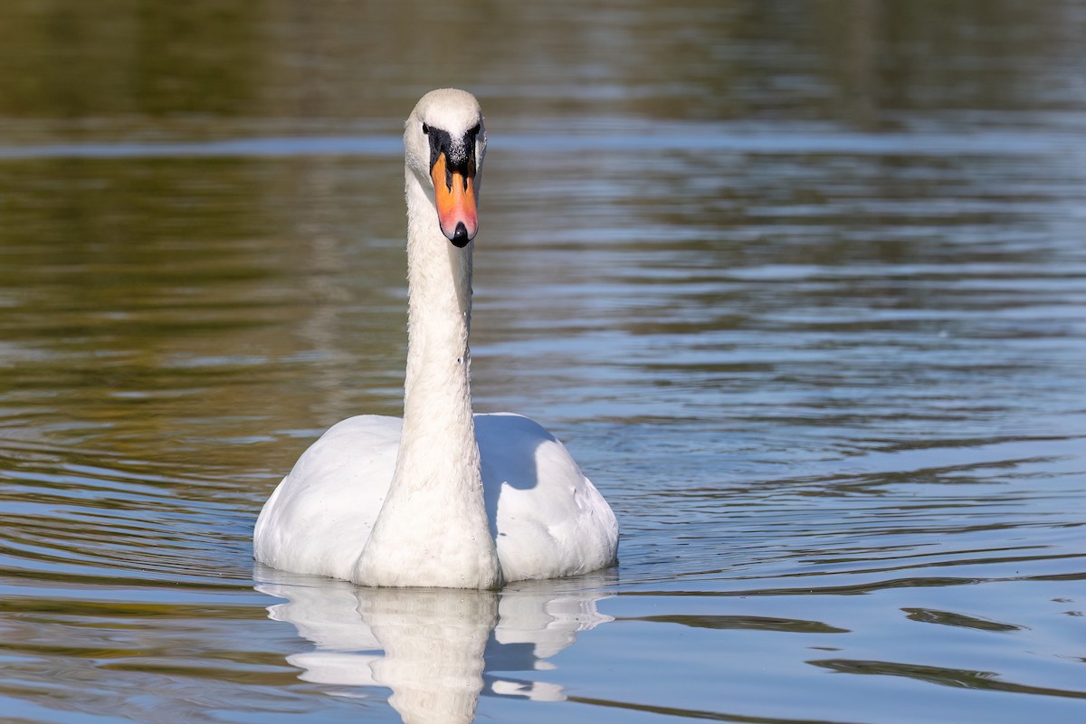 Höckerschwan - ML642680226