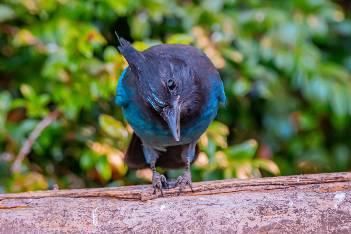Steller's Jay - ML642680228