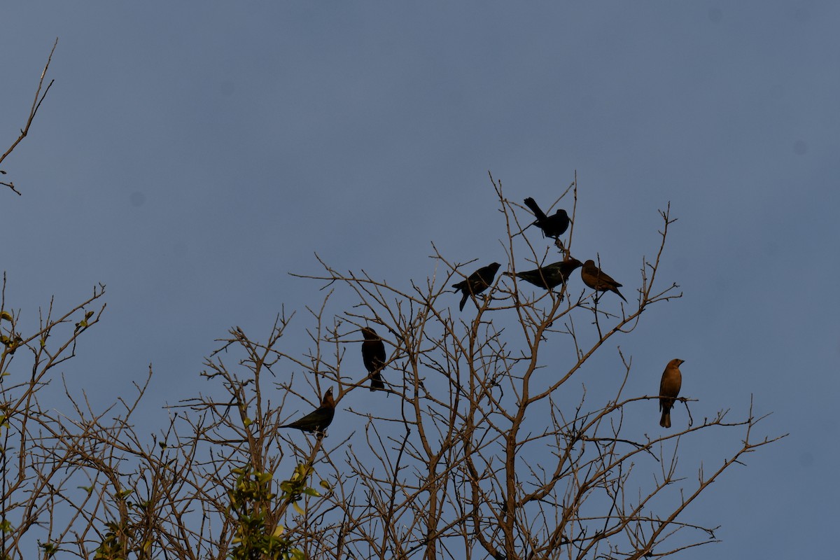Brown-headed Cowbird - ML642680237