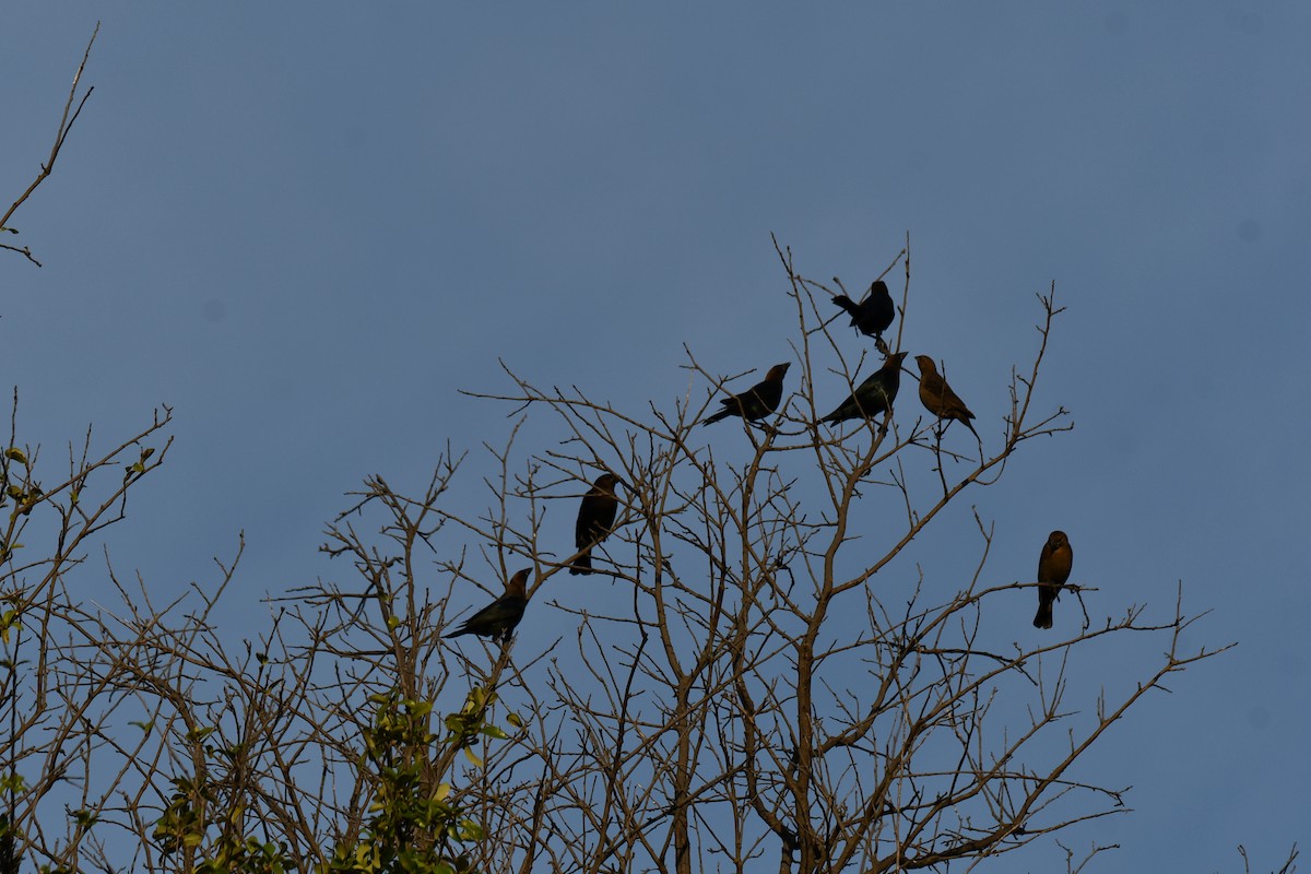 Brown-headed Cowbird - ML642680238
