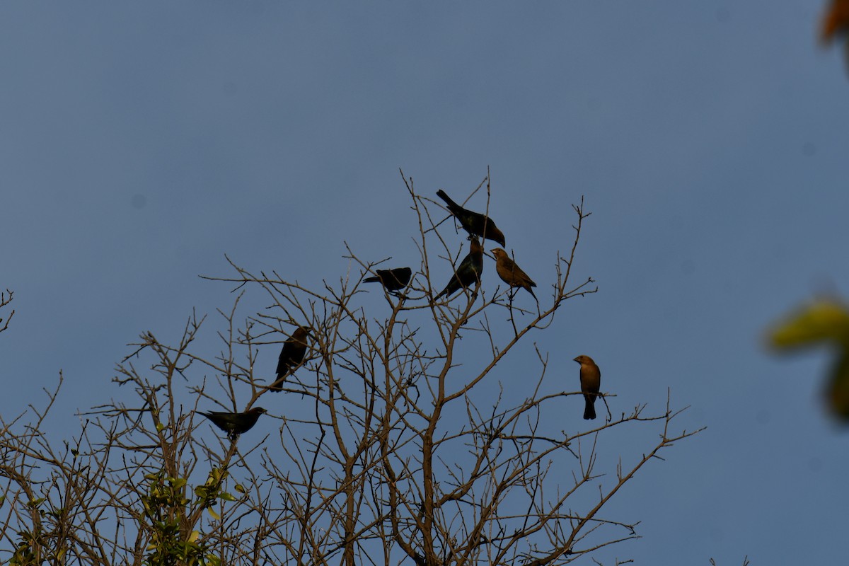 Brown-headed Cowbird - ML642680239