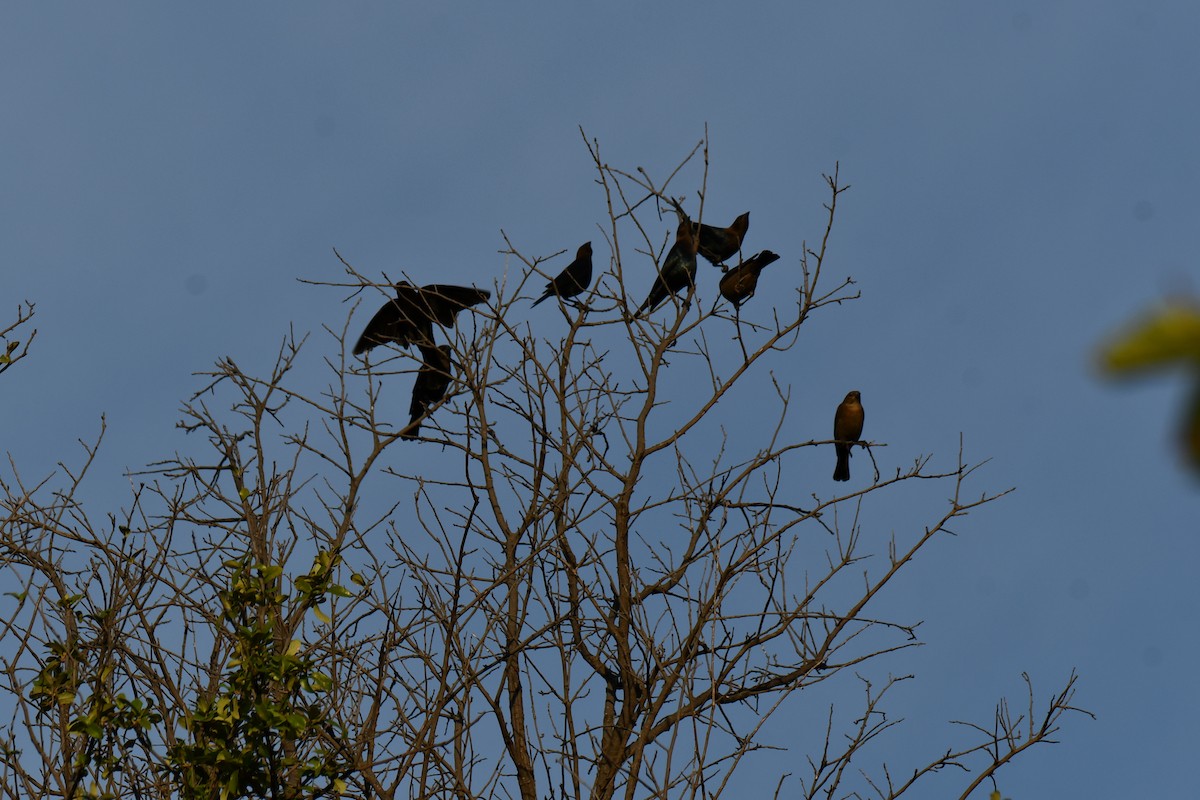 Brown-headed Cowbird - ML642680240
