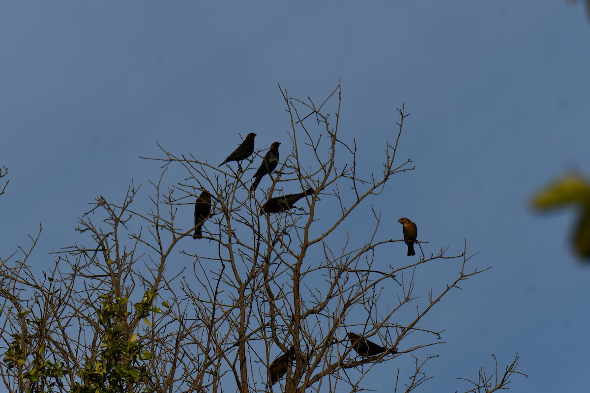 Brown-headed Cowbird - ML642680241