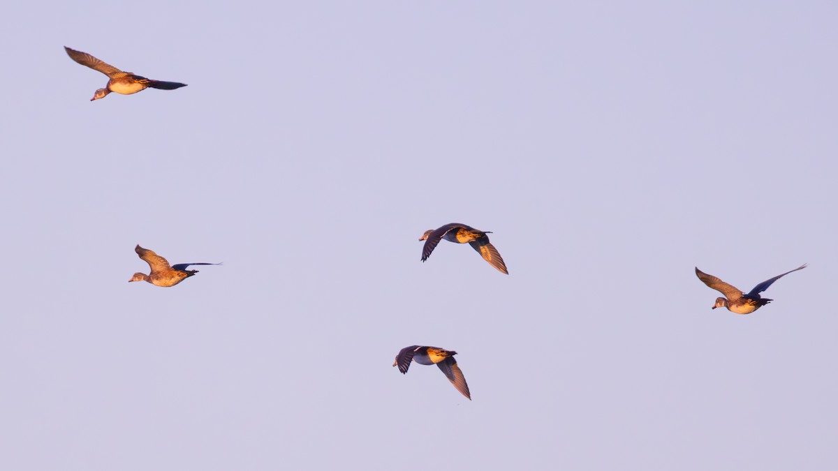 Wood Duck - ML642680256