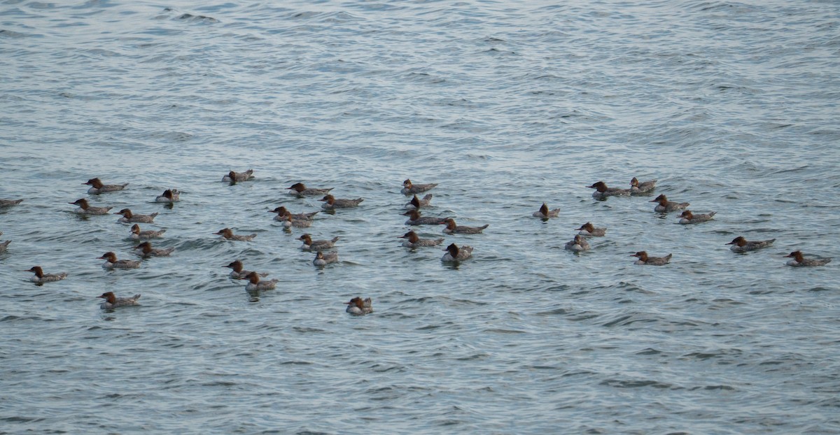 Gänsesäger - ML642680274