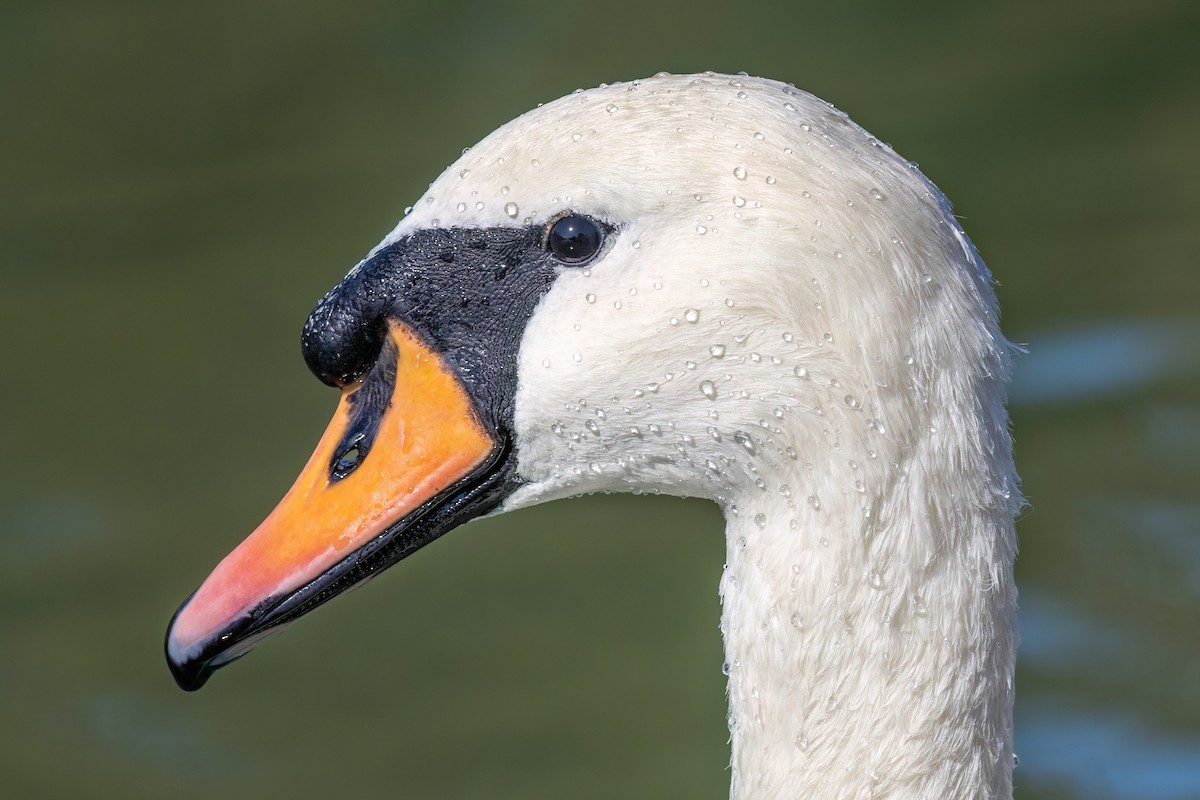 Höckerschwan - ML642680278