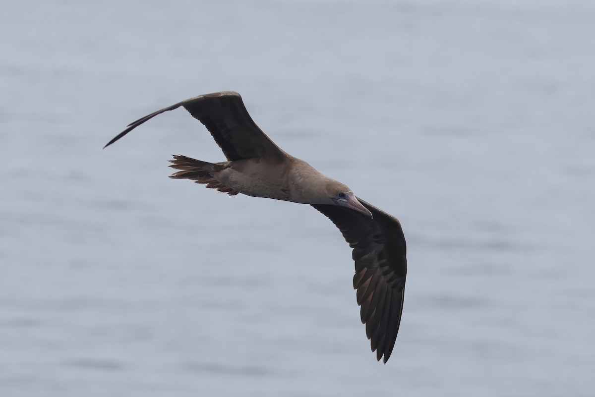 Red-footed Booby - ML642680281