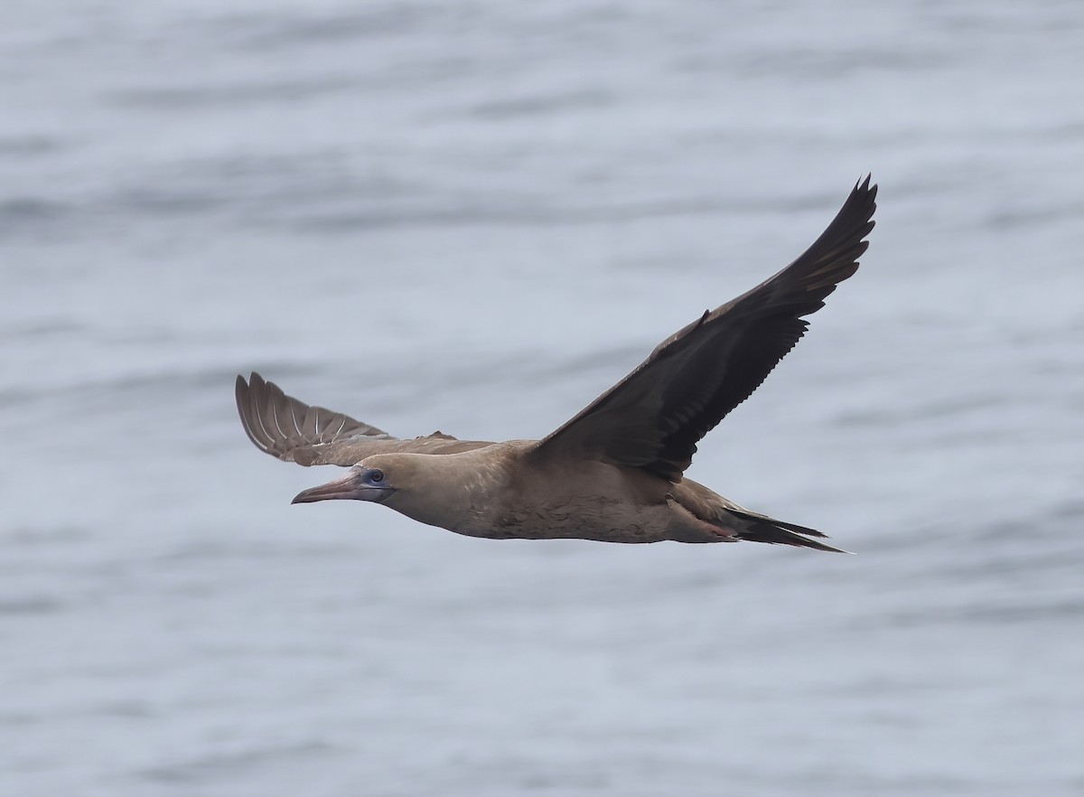 Red-footed Booby - ML642680282