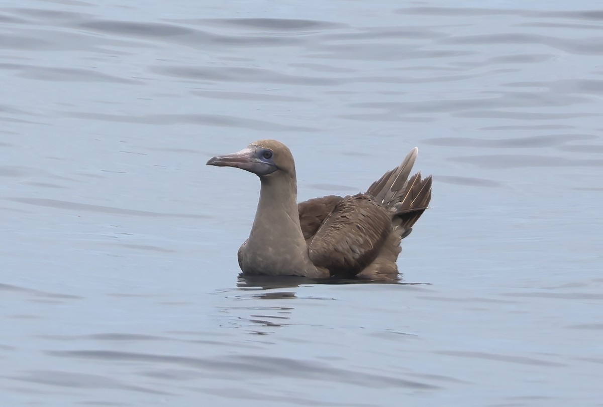 Red-footed Booby - ML642680283